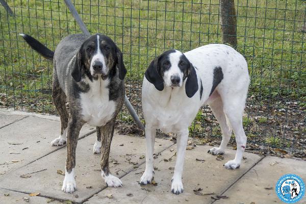 Blaky, il gigante buono in cerca di un nuovo inizio Foto 5